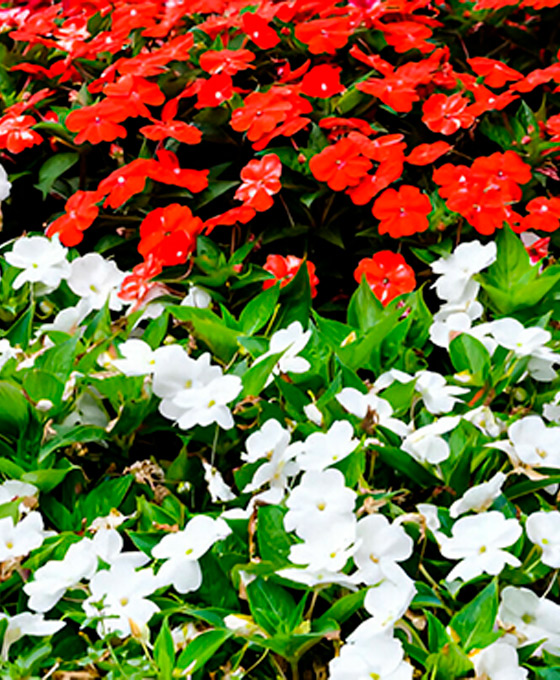 Regalar Arreglos de Flores Rojas y Blancas en Lasarte-Oria