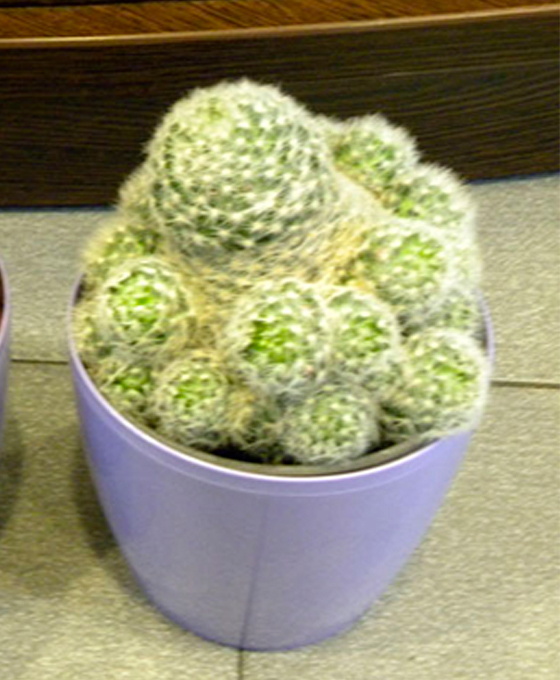 Comprar cactus en Lasarte-Oria