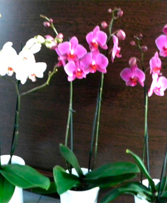 Comprar Orquídeas en Lasarte-Oria