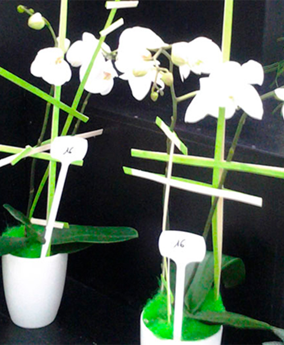 Comprar Orquídeas blancas en Lasarte-Oria